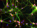 Neurons in the human brain